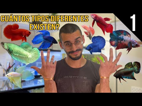 Do you know all the varieties and shapes? / #1 Bettas according to their types