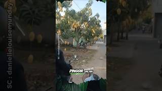 Download lagu Unwanted, Roadside Mangoes Left Unpicked #shorts #harvest #fruit #mango mp3