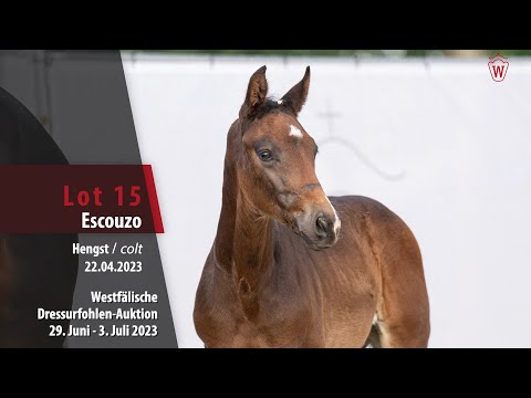 Dressurfohlen-Auktion Lot 15 Escouso Hengst v. Escanto PS - Rock Forever I