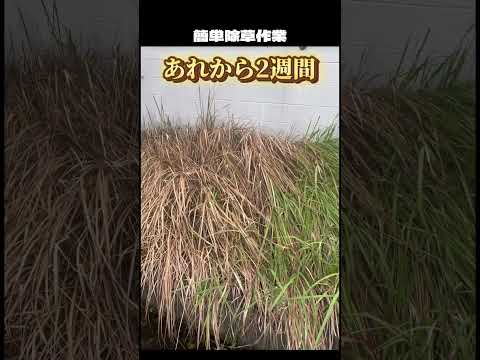 灰は雑草を殺しますか？実践的なヒントとアドバイス  庭園