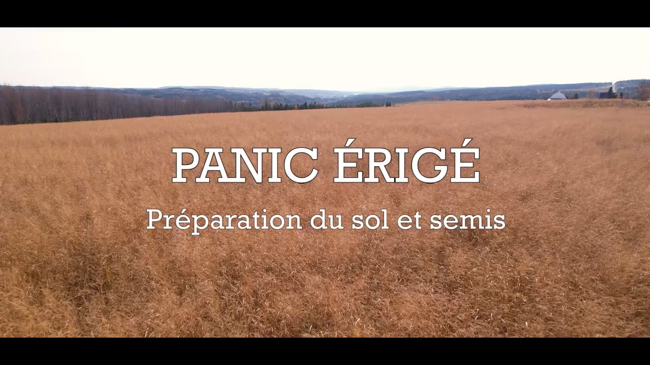 Capsule 1 - Panic érigé : Préparation du sol et semis
