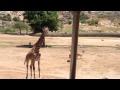 San Diego Zoo Safari Park