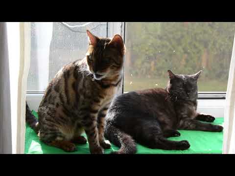 Samira and Megido sunbathing