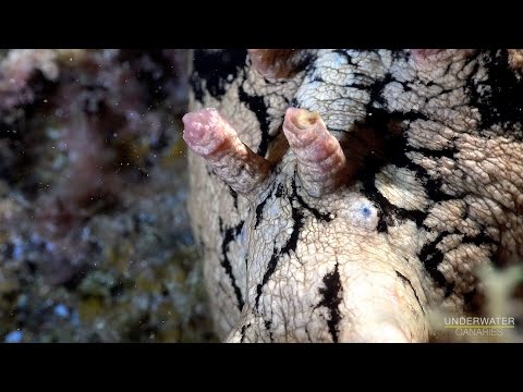 Aplysia depilans