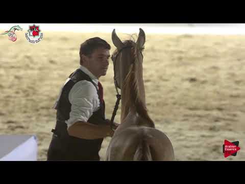 N 39 AJ FDAWI   Emirates AHBC