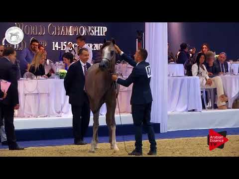 N.47 PSE AL JABBAR - SEWC 2017 - Colts (Class 4A)