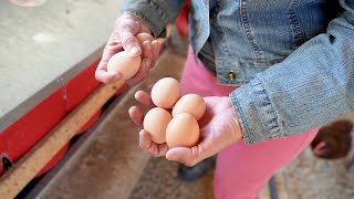 From Farm to You: Eggs