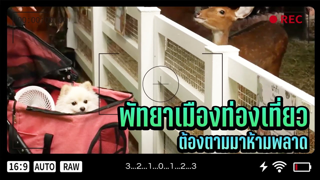ถ่ายและตัดต่อวีดีโอ - ตัดต่อวิดีโอ ออกแบบกราฟฟิก สนใจติดต่อสอบถามได้นะค้าบบ - 2