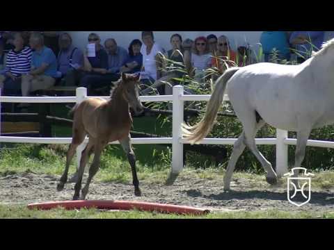 NF226 Stutfohlen von Colman - Cassini II - Caretino