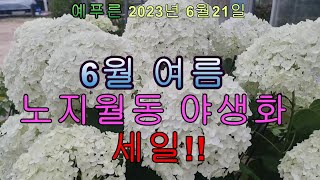 예푸른 6월 여름야생화 노지월동 세일!!