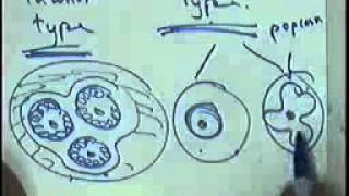 SYSTEMIC PATHOLOGY :anaemia and lymphoma DR SAMEH GHAZY