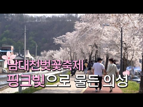 의성 벚꽃축제 성공적 !!!