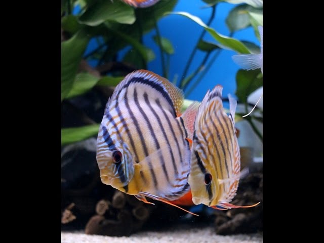 Ebubekir ATAR - Turkey Discus Aquarium - Video 2