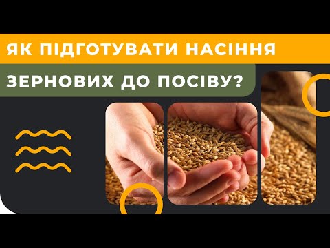 Как подготовить семена зерновых к посеву 2019?