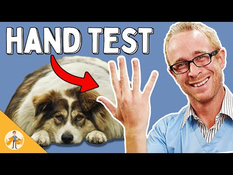 The Simple Way To Know If Your Dog Is Overweight - Veterinarian Explains