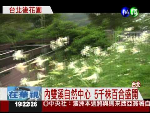 內雙溪自然中心 5千株百合盛開