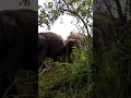 elephant safari srilanka natural #nationalpark #animals #highlights
