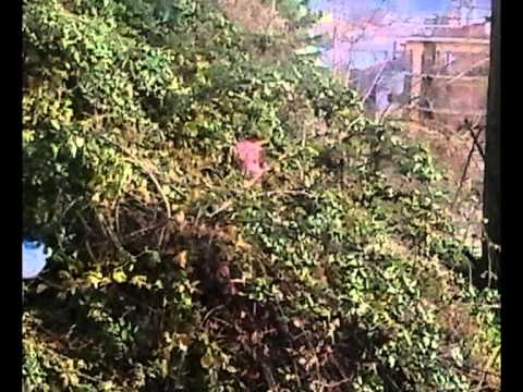 ONDA TG 28.02.2014 - SULMONA: SEGNALAZIONE VIA QUATRARIO