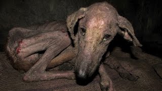 Amazing transformation of starving street dog too sick to eat