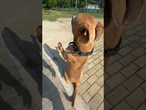 Espera su nalgada 🐶🍑👋🏽 #adiestramientocanino #pitbull #pets #paseo