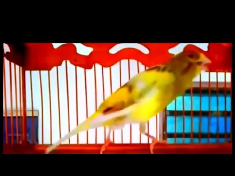 Suara Burung Kenari Gacor Kicau Panjang - Download Koleksi Juara 2016