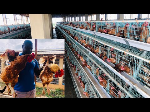 , title : 'Starting A Big Poultry Farm In Nigeria - Farkald Poultry & Agro-allied Services'