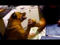 R Bossfight Got That Dog In Him