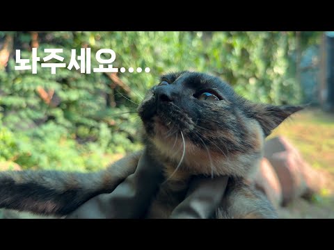 할머니 손아귀에 들어간 아기고양이 코코