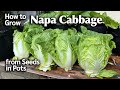 How To Grow Napa Chinese Cabbage From Seed In Pots Easy Planting Guide From Seed To Harvest