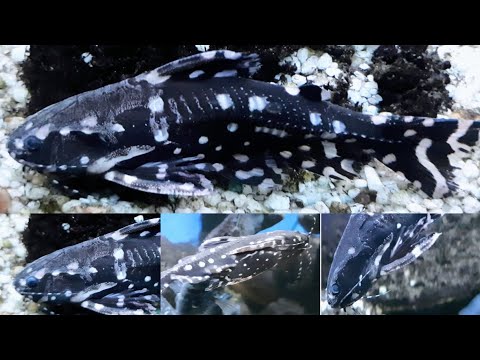 My spotted talking catfish | Talking catfish @Angelaquariumhatton