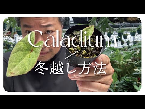 新熱帯エコゾーン: 学名別の胞子植物について詳しく解説