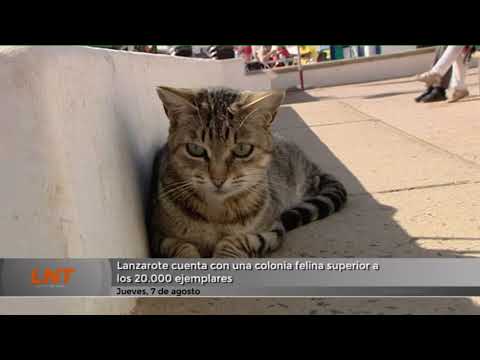 Lanzarote cuenta con una colonia felina superior a los 20.000 ejemplares