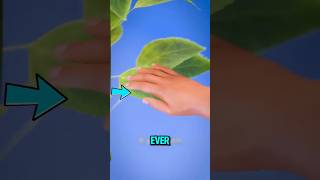 The World’s Most Painful Plant? 🌿⚠️