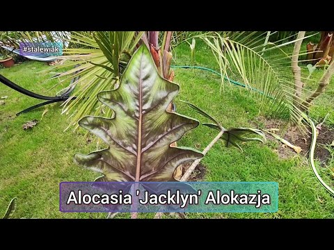 Przesadzanie Alocasia alokazja jacklyn. Uprawą w domu, szklarni.