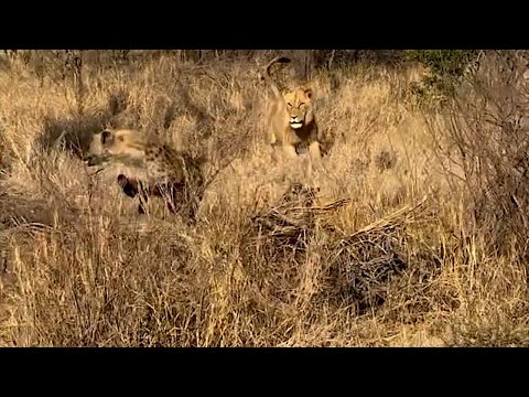 Male lion not brave enough to take on a hyena clan