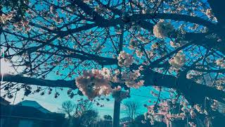 Gotas (VideoArt) Música de Gustavo Fogel texto y voz de Julio Cortázar