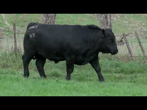 Lot 44  SEVEN HILLS V143 PV