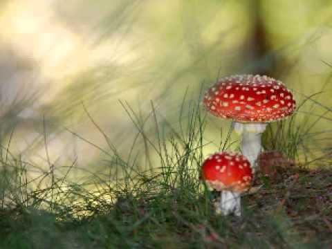 Mike Danis - Myanmar