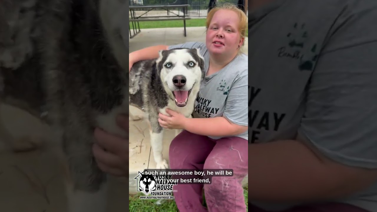 Azul, a Adoptable Husky in Eufaula, OK video 6/6