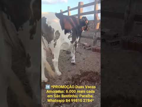 ➡️ *PROMOÇÃO Duas Vacas Amojadas: 6.000 reais cada em São Bentinho/ Paraíba. Whatsapp 84 99810 2784*