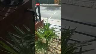 SICK OF IT! Palm tree flips a bird at humanity...