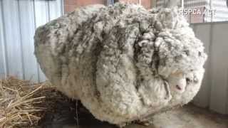 Overgrown sheep&#39;s life is saved after 40kg of wool is removed