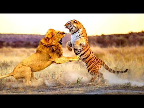 BATALHA ANIMAL #4 - TIGRE VS LEÃO - QUEM VENCE?