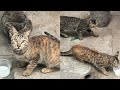 At that moment  tabby grey cats are hungry