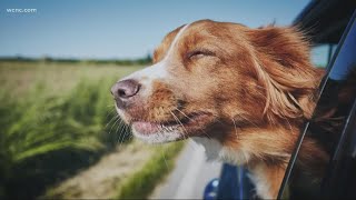 Red flags to look out for in rescue dog scam