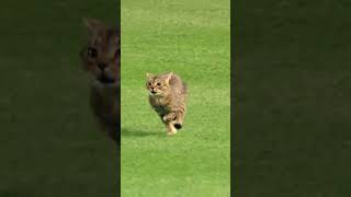 Download lagu cute animals #shorts mp3