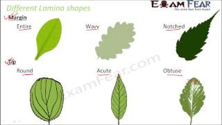 Biology Morphology of Flowering Plants part 14 Lamina Shapes  Veins, Venation CBSE class 11 XI