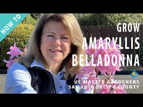 How to Grow Amaryllis Belladonna