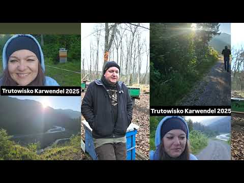 queen bees, bees, breeding work 2026, queen bees for 2026 .. Christmas wishes