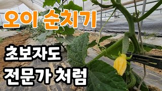 오이 이렇게 키워야 마디마디 주렁주렁 딴다  곁순제거 추비주는법